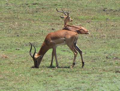 Impala