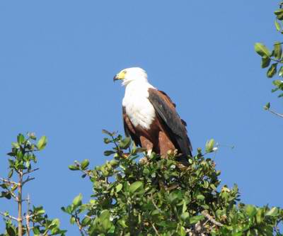 Fish eagle