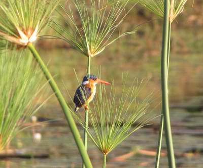 Malachite Kingfisher