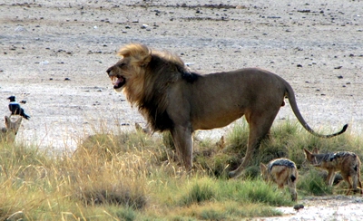 Lion
