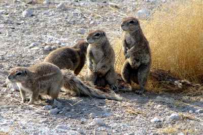 Ground squirrels