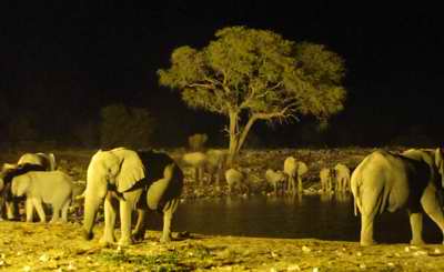 Elephants at
                      water-hole at night