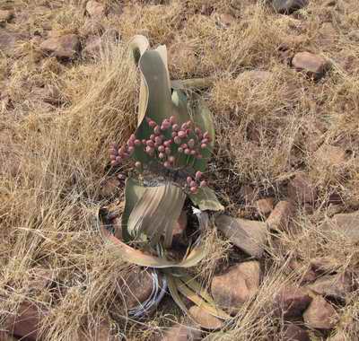 Welwitschia 'tree'