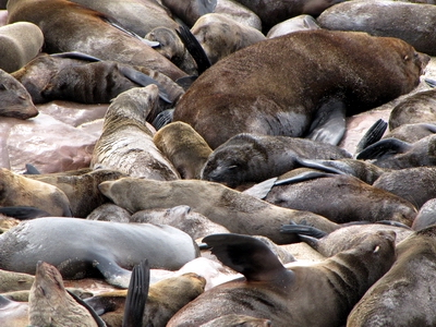 Cape Fur Seals