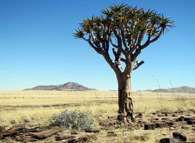 Quiver Tree