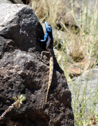 Rock Agama