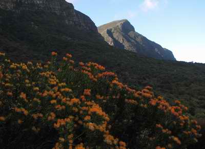 Devil's Peak from Kirstenbosch