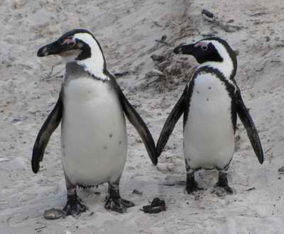 African penguins