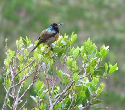Sunbird