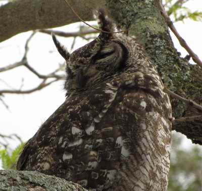 Spotted Eagle Owl