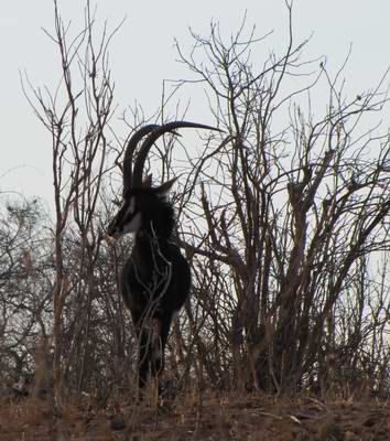 Sable
                      Antelope