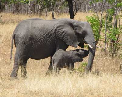 Elephants