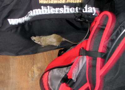 Mouse
                      visiting