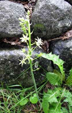 Bath asparagus plant