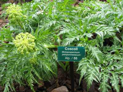 labelled flower