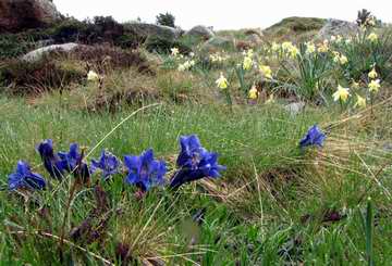 gentians and daffodils