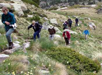 group walking through daffodils