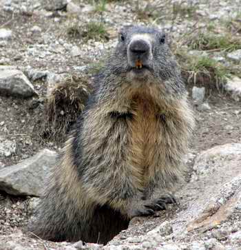 Marmot