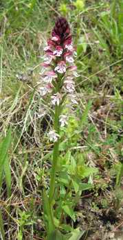 orchid