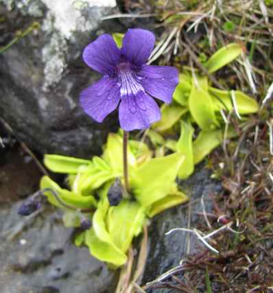 Butterwort