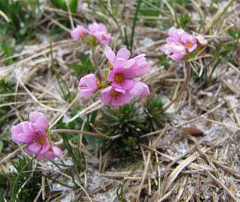 Rock jasmine