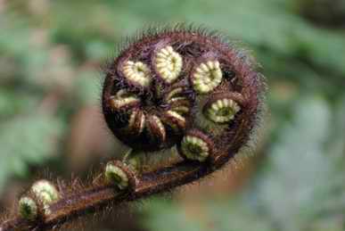 Fern fiddle-end