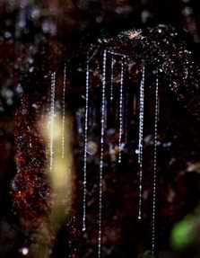Glow-worm fishing lines