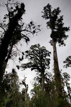Kahikatea Trees