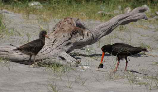 Oystercatchers on beach