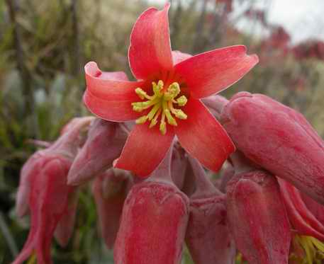 Pig's Ears Flower