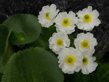 Mount Cook Lily