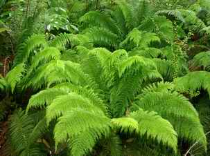 Prince of Wales Fern