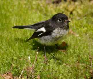 Tom tit on path