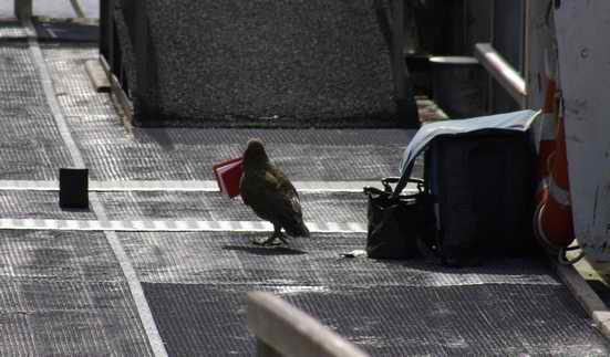 Kea at bag