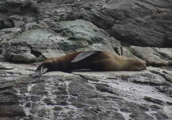 Fur Seal