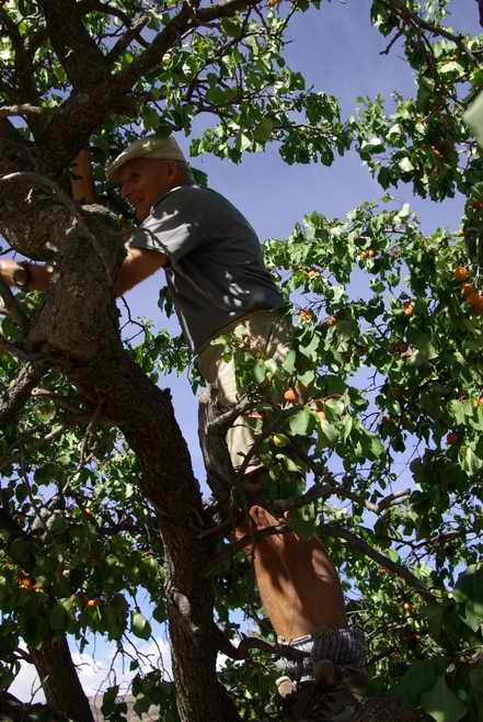 Picking Apricots