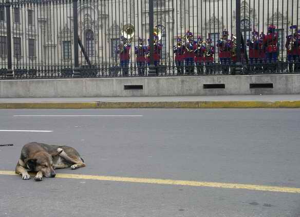 The band fails to move a dog