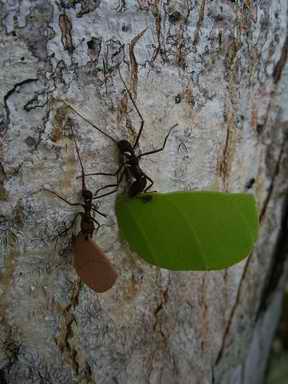Leaf cutter ants