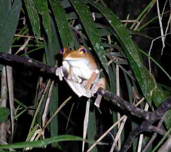 Tree Frog