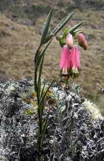 Milli milli flower