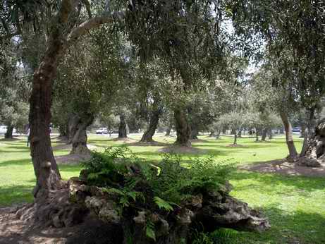 Olive trees in San Isidro
