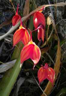 orchids