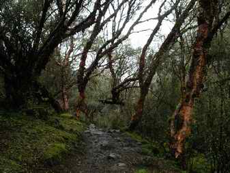 Quenual forest