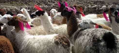 Alpacas & llamas