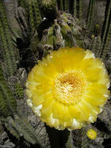 cactus