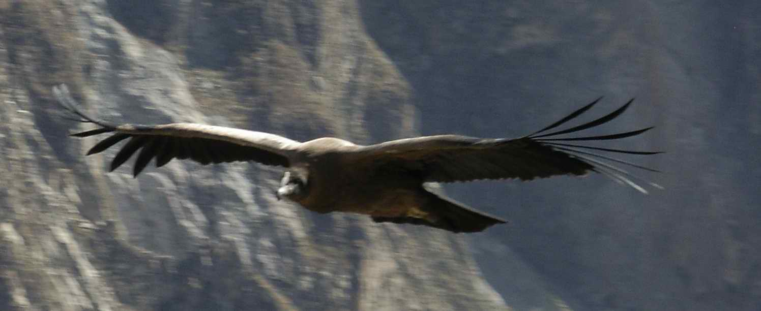 Condor in flight