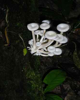 fungi