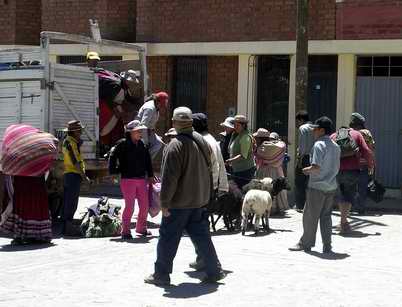 people and sheep