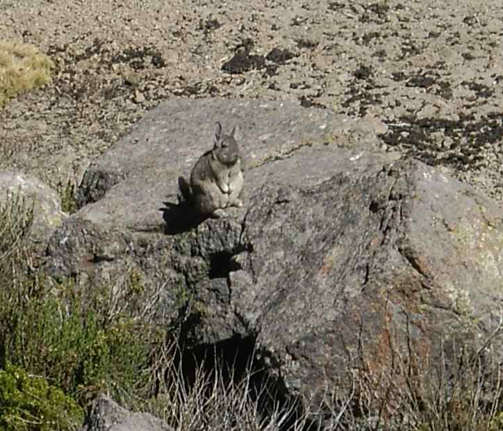 A vizcacha
