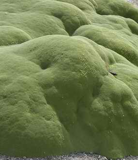 Yareta plant